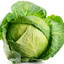 Cabbage 𝓢𝓗𝓤𝓢𝓗◈