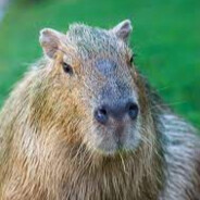 B O S S capybara go.fairside.ro