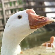 韩金轮的呆头鹅