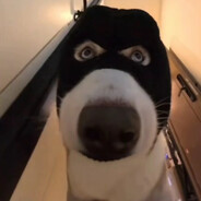 它与时间皆刺客