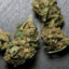 my marijuana