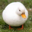 Ente