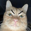 Mr.Kitty