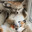 Лисичка UwU