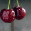 cherry