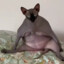 BALD CAT