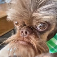 Ебу быков до смерти