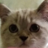 ❤Pus'ka❤ avatar