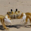 Crab Gaming