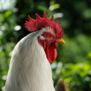 待含男孩  Chicken