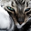 _Artem_rf