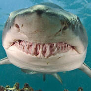 shark