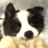 水獭侦探全速前进