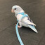 Seeing eye bird
