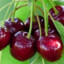 Višnja sa borovnicom