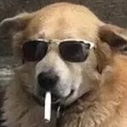 dog