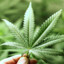 MACONHA