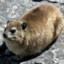 nonchalant hyrax