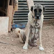 KANGAL