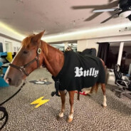 КАПРАЛ Sanders