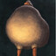coZco