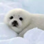 babyseal