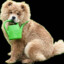 MISIEK (CHOW CHOW)