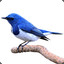 MonPetitOiseau