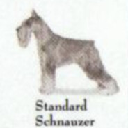 StandardSchnauzer
