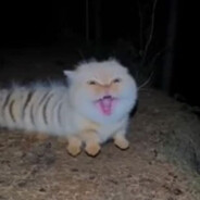 мopcкaяЧEPEПAШКA