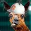 Admin Llama