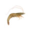 shimp