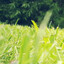 Backyard Grass