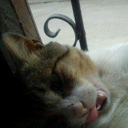 Henver