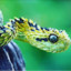 Atheris
