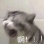 猫猫★★★