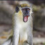 Monkey *PSY Slayers*