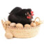 Chicken In the bread basket