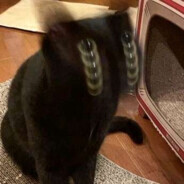 半城樱花半城雨