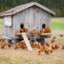Chicken_Coop