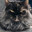 WhiskAS >(^_^)<