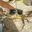 Crabby