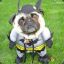 BatDog