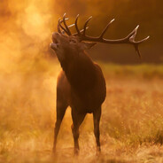 Mr.ReinDeer