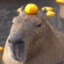 kapibara  ☛☚