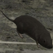 halo3rat™