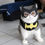 cat man