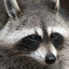 Raccoon