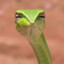 Snek829