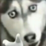 Dogking